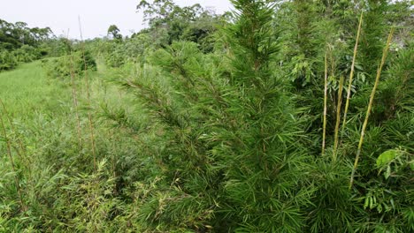 Bamboo-tree-in-between-other-trees-in-the-jungle,-drone-descending