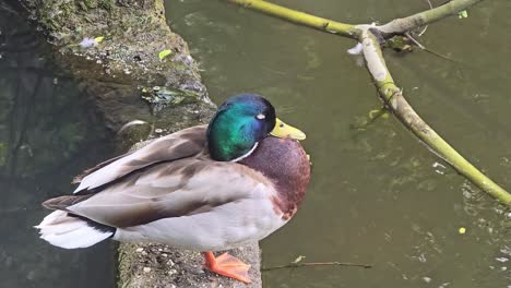 Wilde-Stockenten-Auf-Einem-Teich-Im-Sauerland-Mit-Zoom