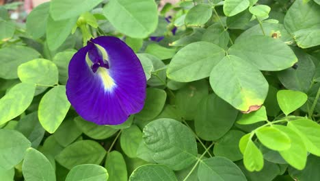 Las-Alas-De-Paloma-Asiáticas-O-Kembang-Telang,-Las-Flores-De-Guisante-De-Mariposa-Tienen-Muchos-Beneficios-Tradicionales,-Especialmente-En-El-Sector-De-La-Salud.