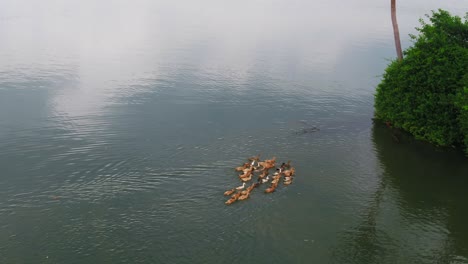 Duck-at-famous-backwaters-of-Kerala-around-Alapuzha-in-Kochi,-Kerala,-,-alleppey-alappuzha