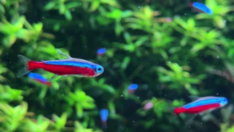 Tetras-De-Neón-Nadando-En-Un-Exuberante-Acuario-Verde