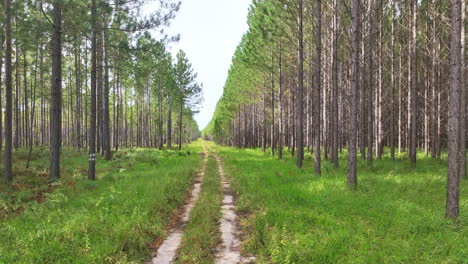 Aerial-flies-pensively-just-above-the-ground-through-a-dense-pine-forest-plantation,-following-a-rustic-fire-break-track