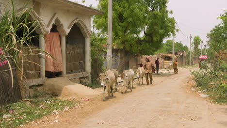 Farmer-walks-his-cattle-down-rural-dirt-road-in-India