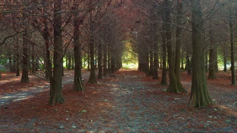 Aerial-reverse-flyover-a-serene-forest-path-lined-with-autumnal-Bald-Cypress-trees,-under-a-natural-canopy-of-bare-branches,-with-dappled-sunlight-filtering-through-the-deciduous-conifer-forests