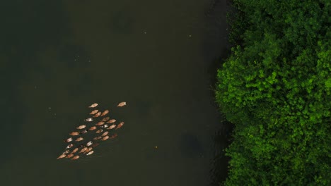 K-Erala-Dioses-Propio-País-Hermosas-Vistas,-Patos-En-Remansos-De-Kerala,-Alleppey-Alappuzha