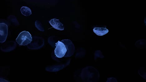 Glowing-jellyfish-gracefully-float-in-dark-water,-creating-a-mesmerizing-scene