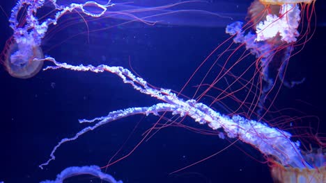 Colorful-jellyfish-with-long-tentacles-swim-gracefully-in-a-vibrant-blue-underwater-scene