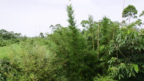 árbol-De-Bambú-Entre-Otros-árboles-En-La-Selva,-Plataforma-Rodante