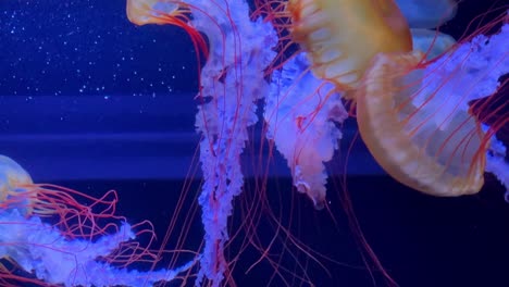 Colorful-jellyfish-float-gracefully-in-a-blue-lit-aquarium,-showcasing-their-vibrant-tentacles