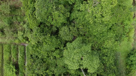 Aéreo:-Vista-De-Arriba-Hacia-Abajo-Sobre-El-Exuberante-Dosel-De-La-Selva-Verde,-árboles-Altos-Con-Vista-De-Drones