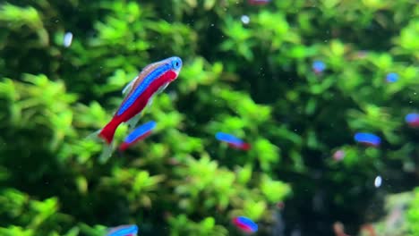 Colorful-tropical-fish-swimming-in-a-lush-green-underwater-aquarium,-close-up