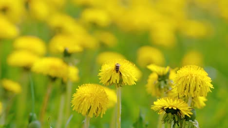 Abeja-Recogiendo-Néctar-De-Dientes-De-León