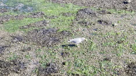 A-seagull-foraging-for-food-on-a-seaweed-covered-shore-during-low-tide,-highlighting-the-coastal-ecosystem