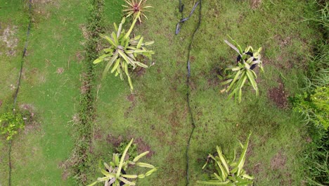 Dragon-fruit-plants-farm-top-drone-view,-agriculture-hose-between-plants