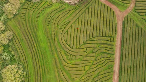 Drohnenansicht-Einer-Geometrischen-Landschaft-Mit-Grünen-Teefeldern-Und-Landwirtschaftlichen-Terrassen-Auf-Den-Azoren-In-Portugal