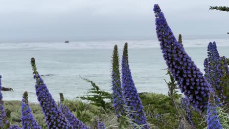 Cinematic-close-up-panning-shot-of-the-vibrant-echium-blue-tower-of-jewel-flowers-on-the-coast-in-Cambria,-California