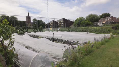 Gärtnerei-Für-Urbane-Landwirtschaft,-Gemeinschaftsgarten-In-Leiden,-Niederlande