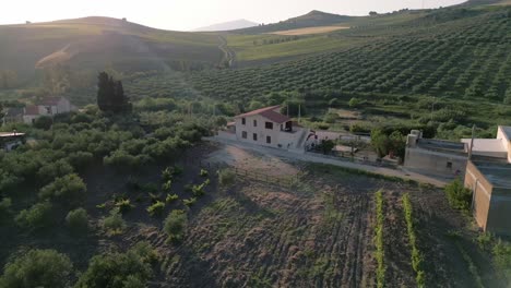 Drone-Sobre-Sicilia-Italia-Plantación-De-Olivos-Para-La-Producción-De-Aceite-De-Oliva-Paisaje-De-Colinas