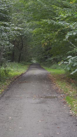 Gravel-path-in-summer-forest,-vertical-video