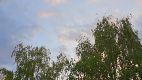 Clouds-flowing-above-birch-tree-tops,-time-lapse-view