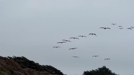 Toma-De-Seguimiento-Cinematográfica-Siguiendo-Una-Bandada-De-Pelícanos-Pardos-Volando-En-Formación-Cerca-De-Cambria-Frente-A-La-Costa-Central-De-California.