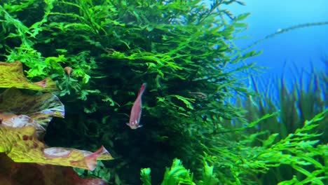 A-small-pink-fish-swims-in-a-lush-green-underwater-plant-filled-aquarium