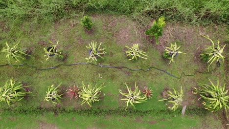 Dragon-fruit-plants-farm-surrounded-by-grass-top-drone-view,-agriculture-hose-between-plants