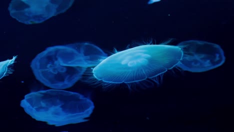 Glowing-jellyfish-gracefully-float-in-dark-water,-creating-an-ethereal-underwater-scene