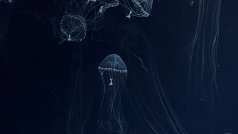 Jellyfish-gracefully-float-in-deep-blue-water,-their-tentacles-trailing-behind-them