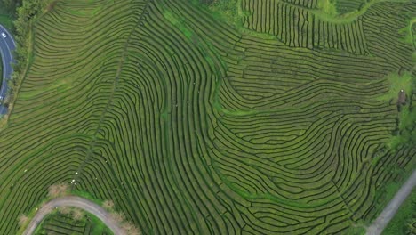 Luftaufnahmen-Von-Grünen-Landwirtschaftlichen-Teeterrassen,-Die-über-Den-Azoren,-Portugal-Rotieren