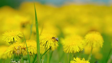 Bee-flying-on-a-dandelion