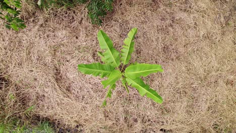 Banana-plant-surrounded-by-dead-grass-hay,-drone-ascending