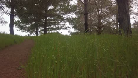 Gimbal-low-POV-shot-moving-through-tall-grass-in-the-coastal-Monterey-pine-forests-of-Cambria,-California