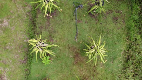 Drachenfruchtpflanzenfarm-Von-Oben-Nach-Unten,-Drohnenansicht,-Landwirtschaftsschlauch-Zwischen-Pflanzen