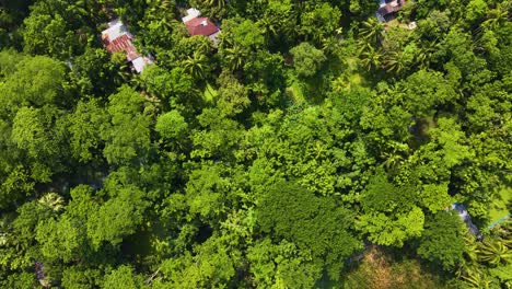 Un-Exuberante-Bosque-Verde-Con-Una-Aldea-Indígena-En-La-Zona-Rural-De-Bangladesh,-Que-Se-Asemeja-A-La-Amazonía,-Vista-Aérea