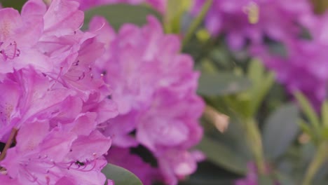 Slowed-motion-of-Rink-Rhodos-in-full-bloom