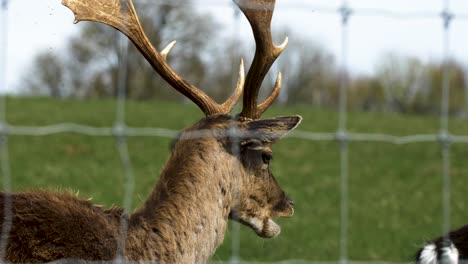 Fallow-deer-buck-with-big-horns-eating,-sunny-spring-day,-wildlife-concept,-handheld-slow-motion-closeup-shot