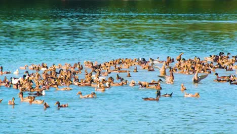 Cría-De-Animales-Con-Especies-De-Patos-Silbadores-Menores-Nadando-En-Un-Lago-En-Bangladesh