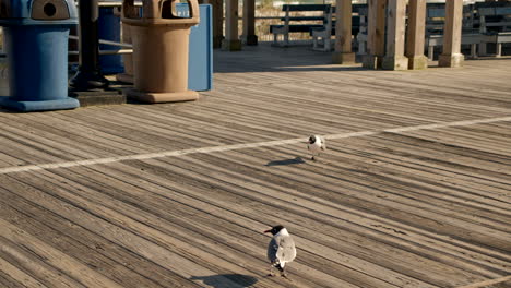 2-Seagulls-Walking-on-Boardwalk-Near-Trash-Cans