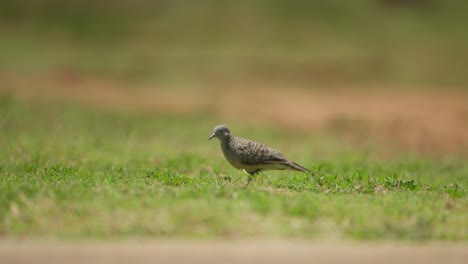 Close-low-static-shot-of-a-zebra-dove-walking-on-grassy-ground-searching-for-food