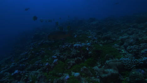 An-incredible-underwater-footage-of-a-predator-fish-diving-straight-into-the-camera-and-gently-swaying-by