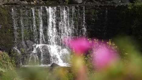 Revealing-Shot-of-Small-Dome-Waterfall-and-Unfocused-Purple-Flowers,-Slowmotion