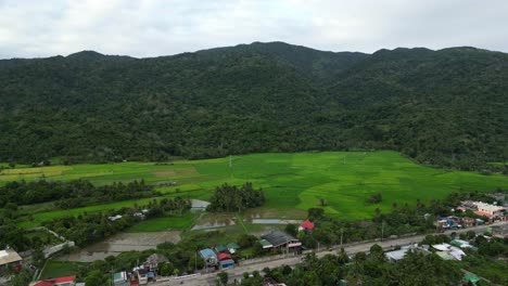 Scenic-aerial-view-of-rice-fields-and-jungle-covered-mountains-in-quaint-Philippine-island-province,-Virac,-Catanduanes