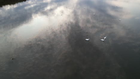 Aerial-video,-swans-on-a-calm-lake-surface-in-the-forest