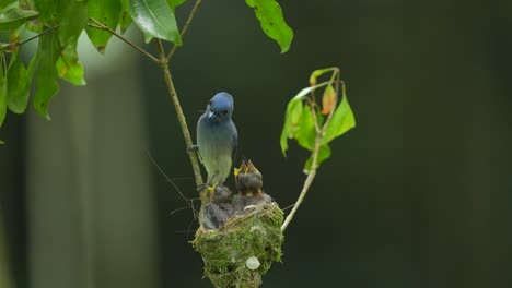 Mutter-Und-Vater-Des-Schwarznacken-Monarchvogels-Kommen,-Um-Den-Kindern-Im-Nest-Abwechselnd-Futter-Zu-Geben