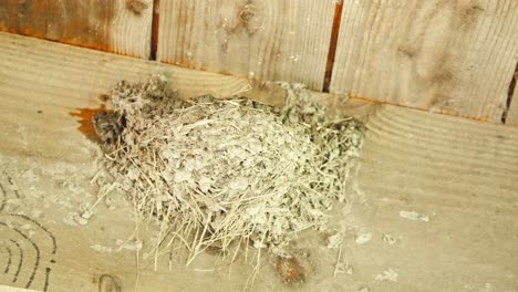 Barn-swallow-flying-into-its-bird-nest-under-wooden-roof-rafts