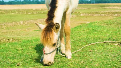 Pferde-Grasen-Auf-Einem-Feld-In-Bangladesch