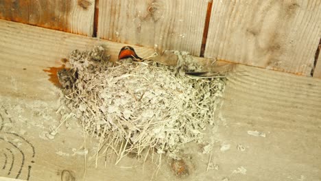 Barn-swallow-sitting-in-bird-nest-below-wooden-roof-beams,-building-it