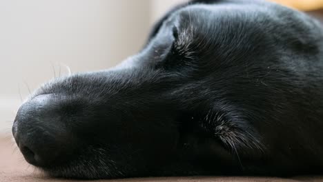 Vista-De-La-Parte-Superior-De-La-Cabeza-De-Un-Perro-Negro-Mayor-Dormido-En-El-Suelo