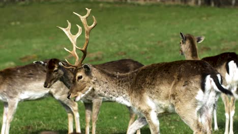 Fallow-deer-buck-with-big-horns-eating,-female-deer-passing-by,-sunny-spring-day,-wildlife-concept,-medium-handheld-slow-motion-closeup-shot